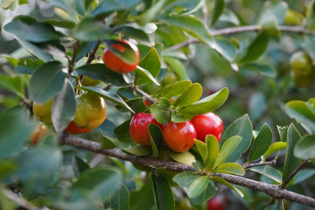 Which Fruits Are Highest in Vitamin C ?